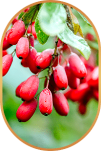 Berberine For Weight Loss 1 | eat move healthy Berberine