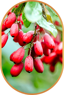 Berberine For Weight Loss 1 | eat move healthy Berberine