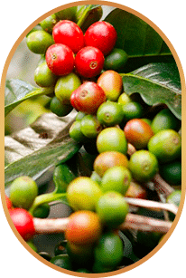 Berberine For Weight Loss 3 | eat move healthy Chlorogenic-Acid-Berberine