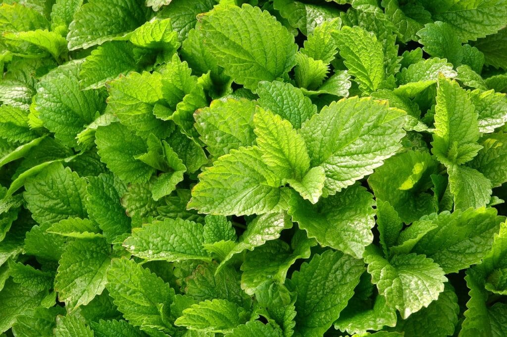 15 Herbal Plants For Health Benefits 26 | eat move healthy lemon balm