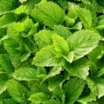 lemon balm