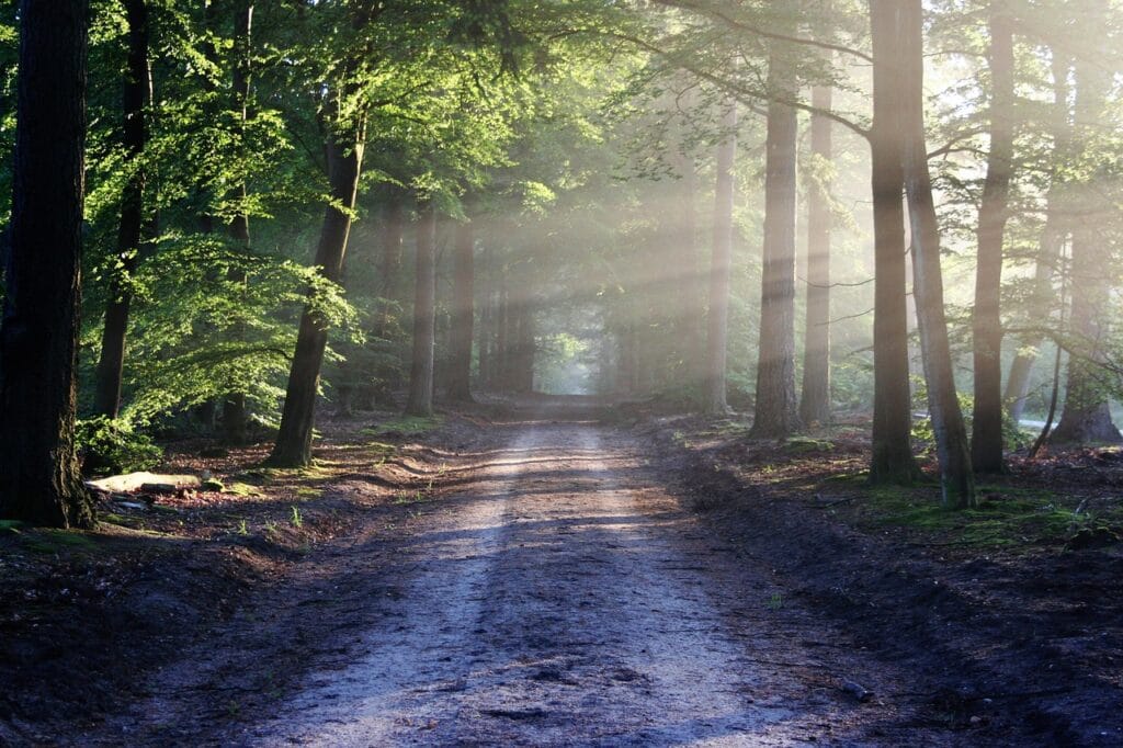 10 Surprising Health Facts You’ve Never Heard 7 | eat move healthy avenue, trees, path, sunbeams, sunrays, woods, woodlands, forest, trail, forest path, forest trail, nature path, nature trail, nature, landscape, netherlands, forest, forest, nature, nature, nature, nature, nature