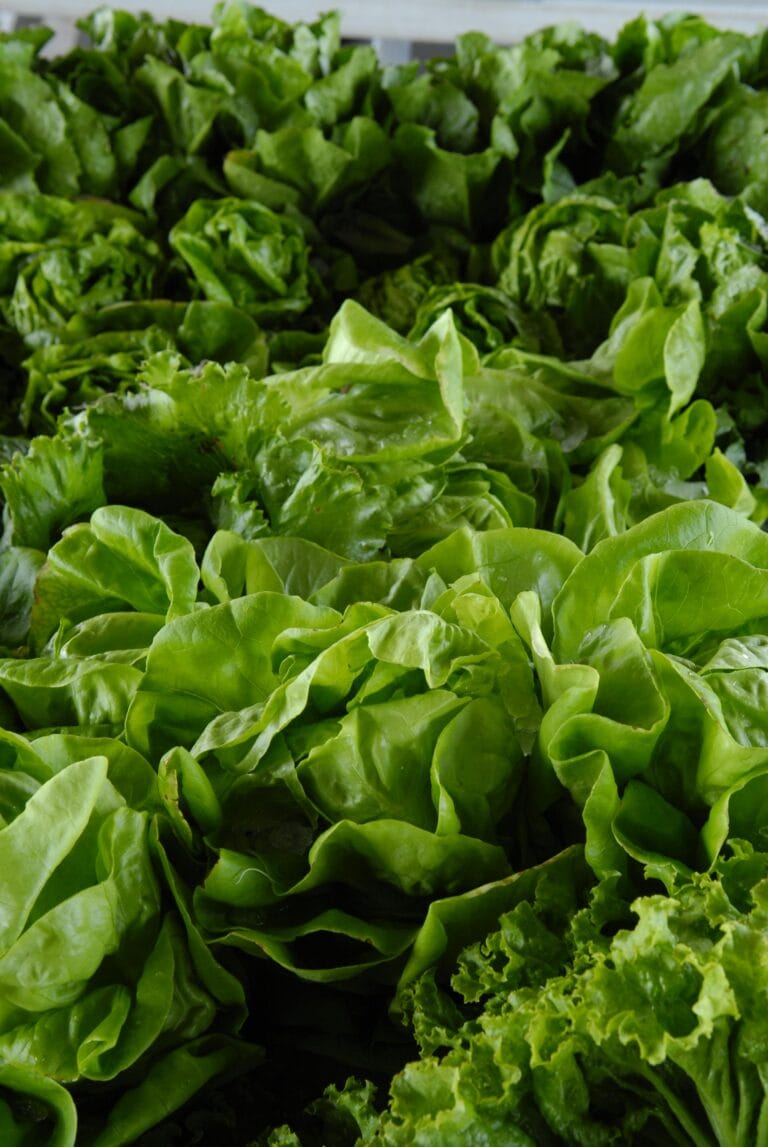 7-Day Low-Carb Meal Plan for Beginners 3 | eat move healthy A vibrant collection of fresh green lettuce leaves showcasing organic and healthy produce.