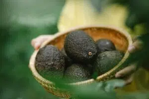 10-avocado-recipes