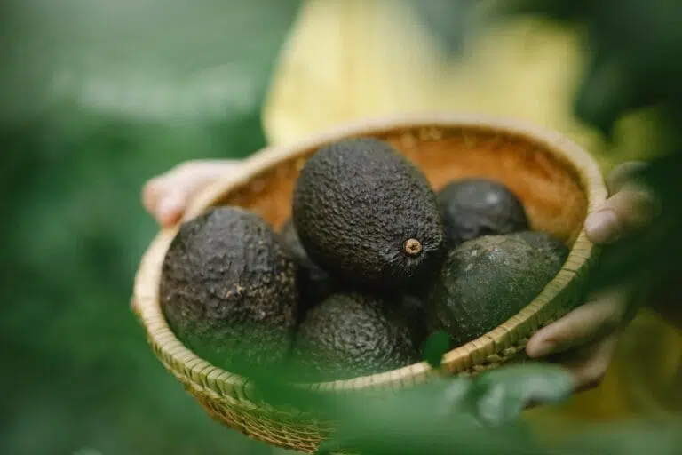 10-avocado-recipes