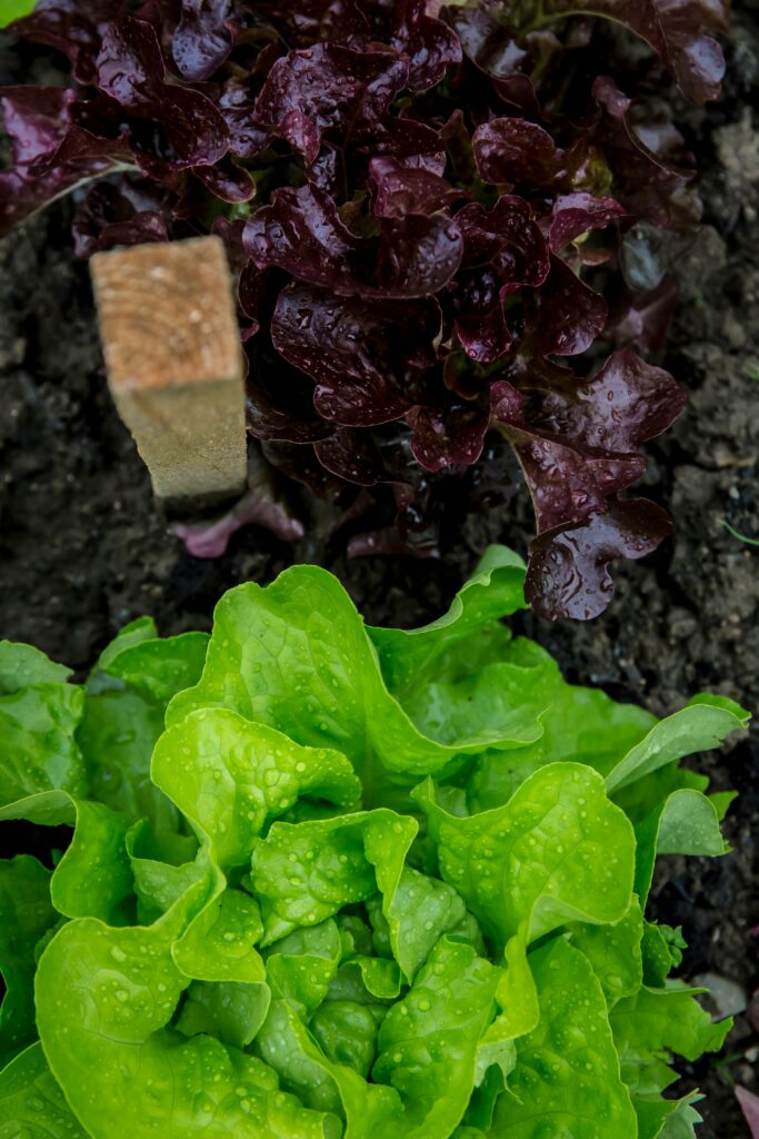 The Best Plant-Based Proteins 14 | eat move healthy fresh green and red lettuce