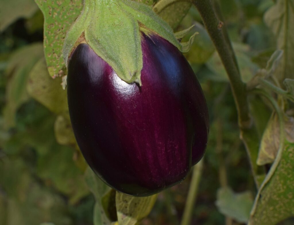 eggplant