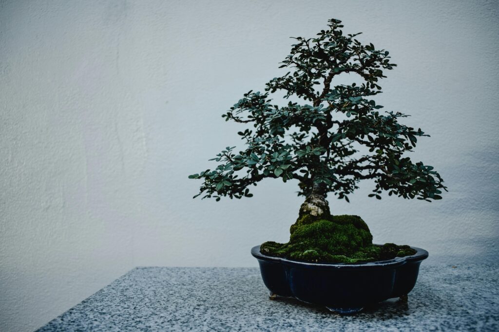 bonsai tree