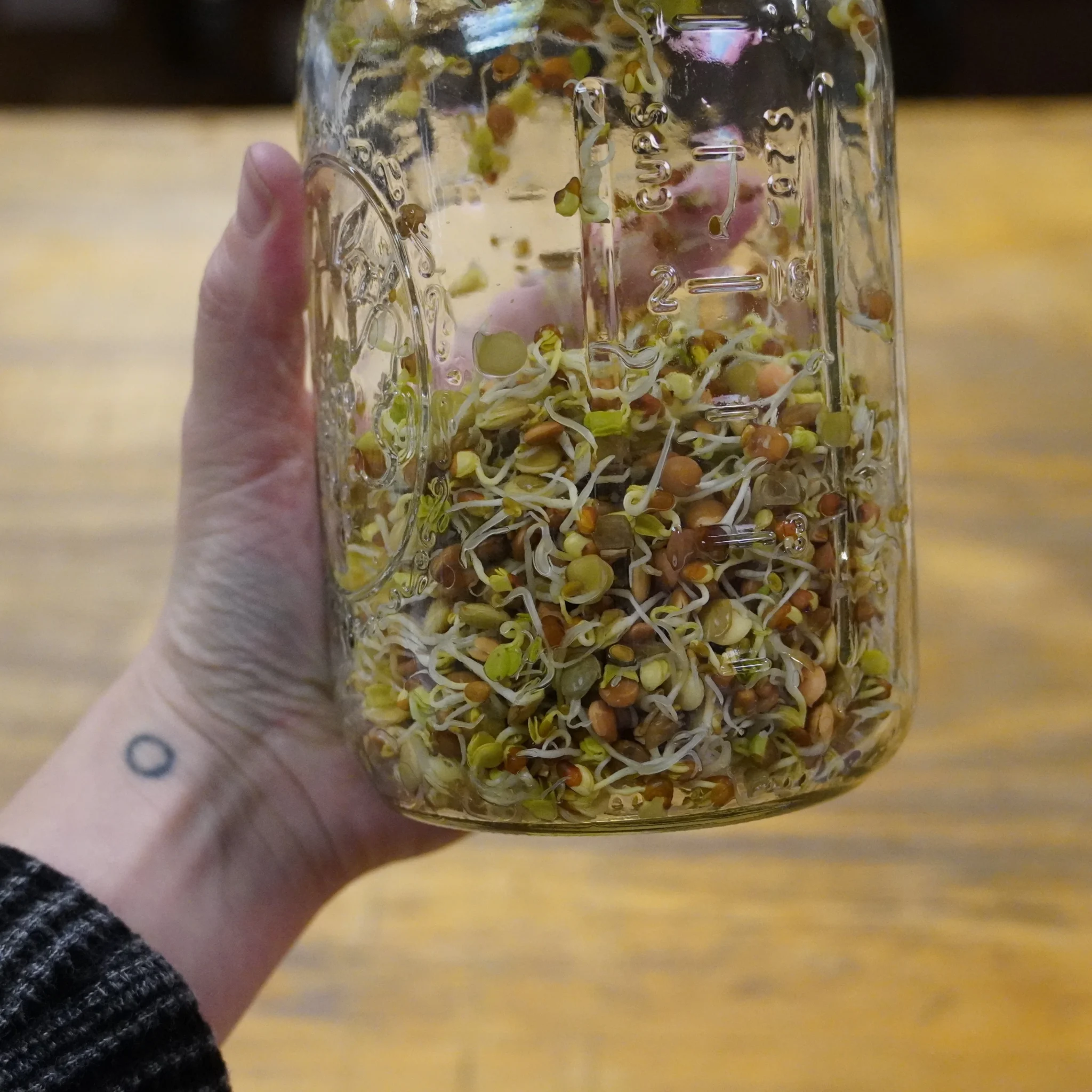 Jar-of-Sprouts