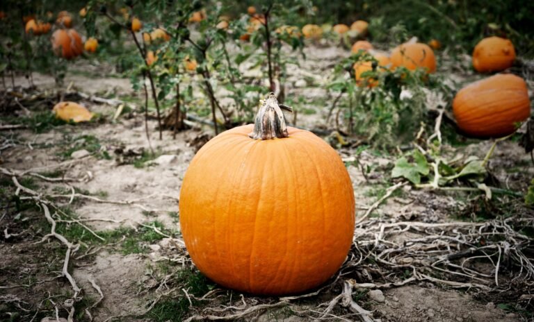 pumpkin